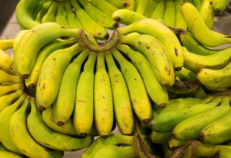 Bananas could hold the key to Guadeloupe's transition to ecological farming