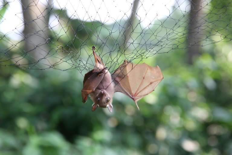 Bats are seen as a potential 'reservoir' - natural haven - for the Ebola virus