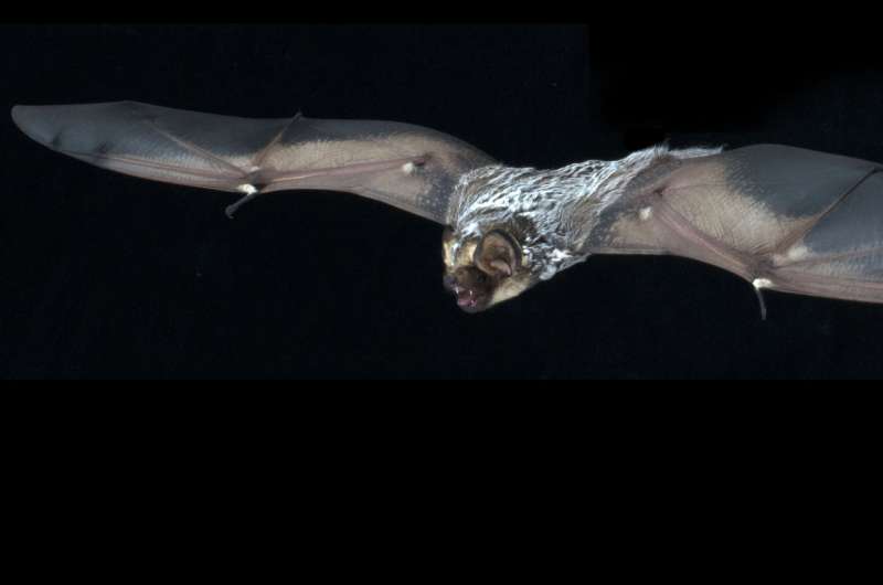 Bats go quiet during fall mating season
