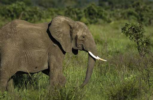 Battle to save Africa's elephants is gaining some ground