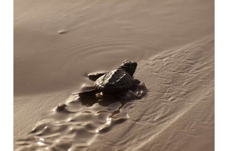 Beaches are becoming safer for baby sea turtles, but threats await them in the ocean