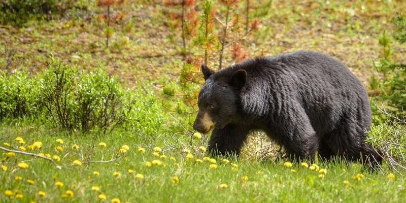 Bears avoid trails with motorized recreational activity, study confirms