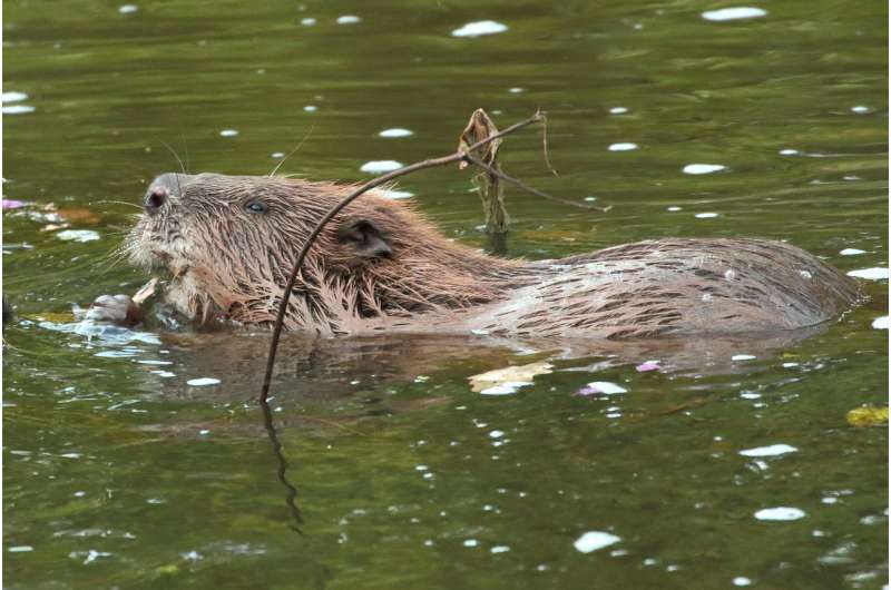 Beavers do dam good work cleaning water, research reveals