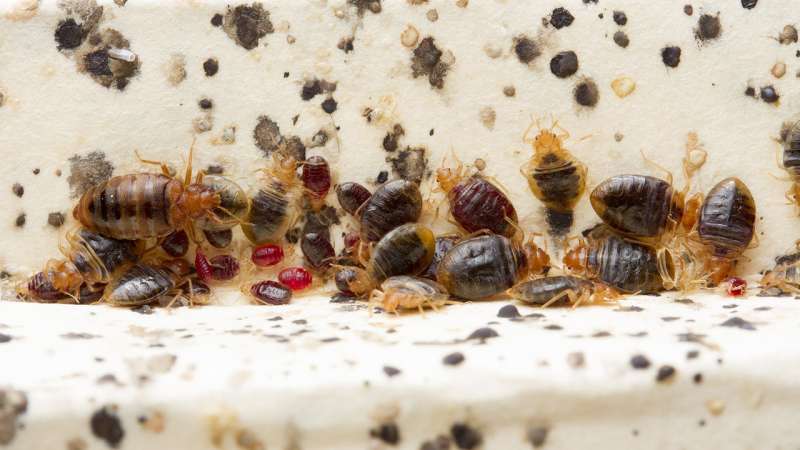 Bed bug histamines are substantial, persistent in infested homes