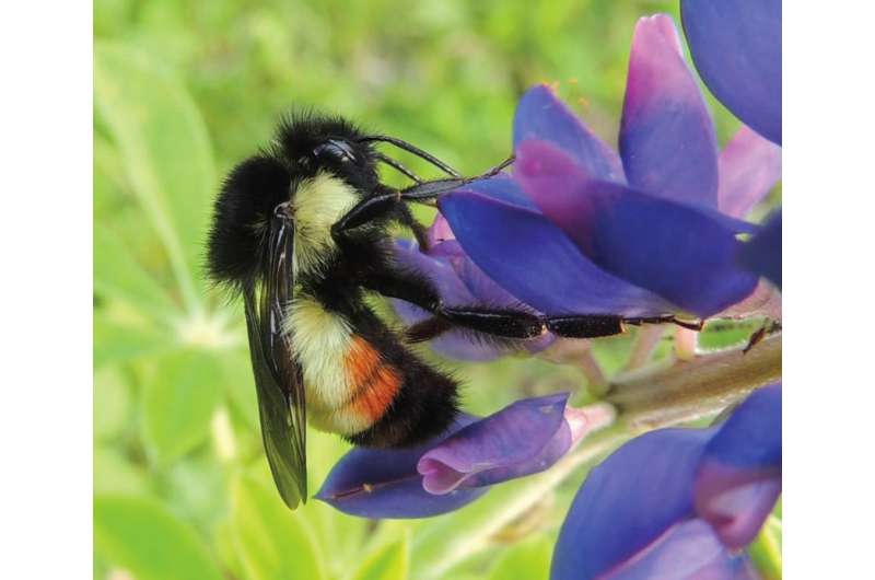 Bee diversity and richness decline as anthropogenic activity increases, confirm scientists