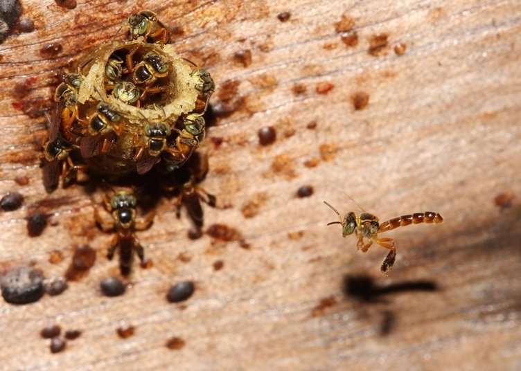 Bees coordinate strategy for defending colony, study reveals