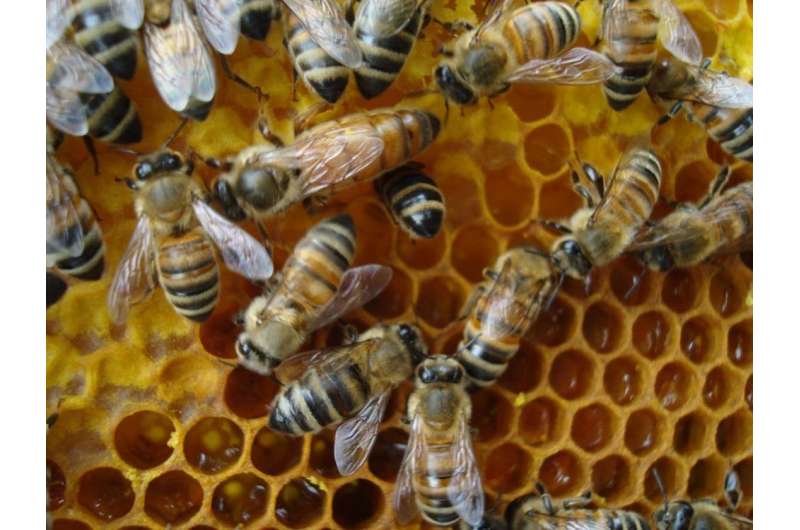 Bees get stressed at work too (and it might be causing colony collapse)