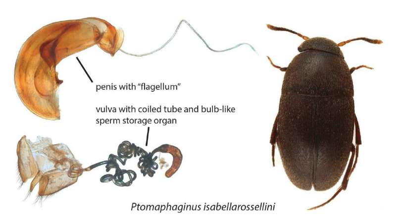 Beetle named after actress &amp; biologist Isabella Rossellini for her series about animals