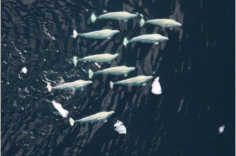 Beluga whales dive deeper, longer to find food in Arctic