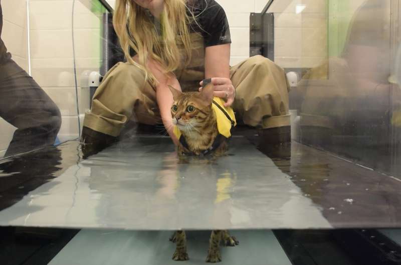 Bengal cat receives first feline hip replacement surgery performed at Purdue Veterinary Teaching Hospital