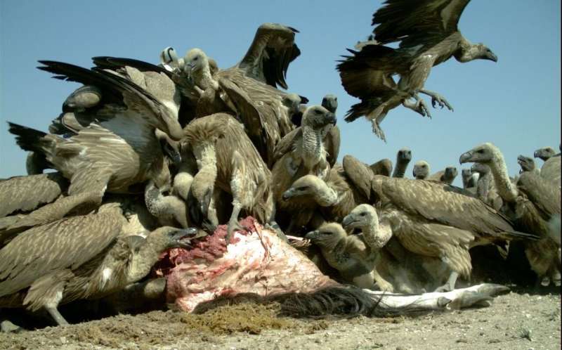 Big game hunters in Africa urged to drop the lead to help save vultures