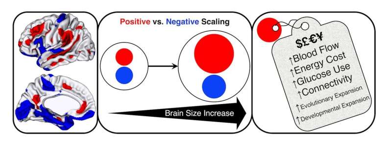 Bigger human brain prioritizes thinking hub -- at a cost