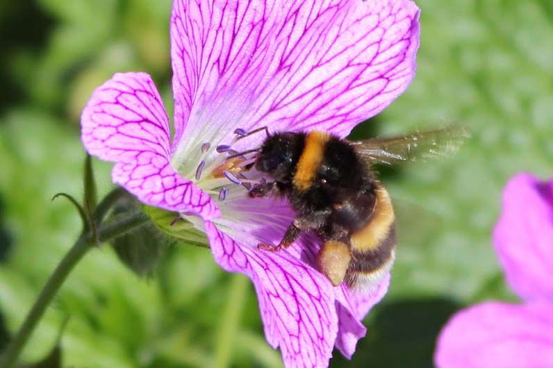 Bin the bug spray: Study shows EU pesticide ban failing to protect suburban bees