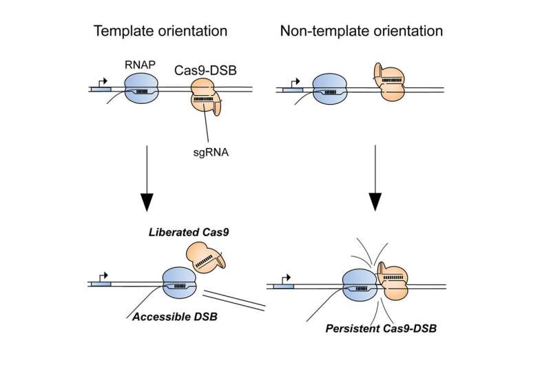 Biochemists discover cause of genome editing failures with hyped CRISPR system