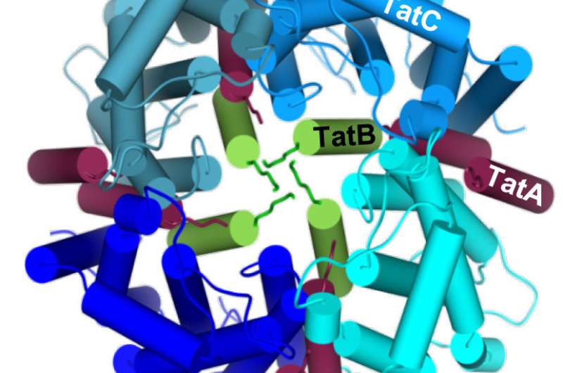 Biochemists investigate the transport of large proteins through bacterial cell membranes