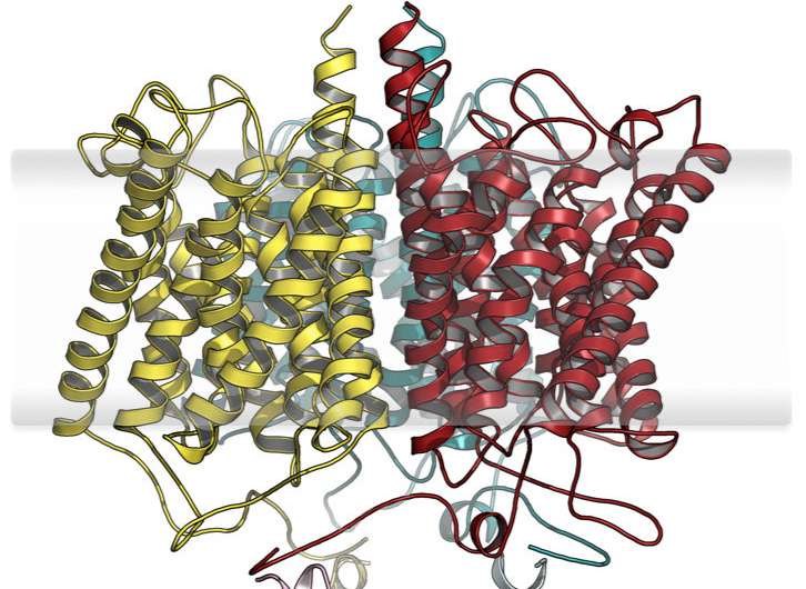 Biochemists show how evolution combines a nutrient sensor from existing elements