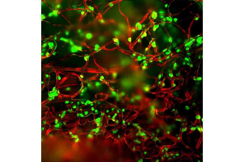 Bioengineered soft microfibers improve T-cell production