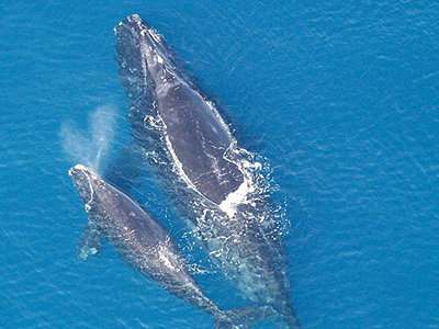 Biologists gain new insights into surface, acoustic behaviors of right whales