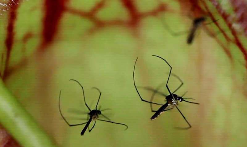 Biologists seek to take bite out of mosquitoes
