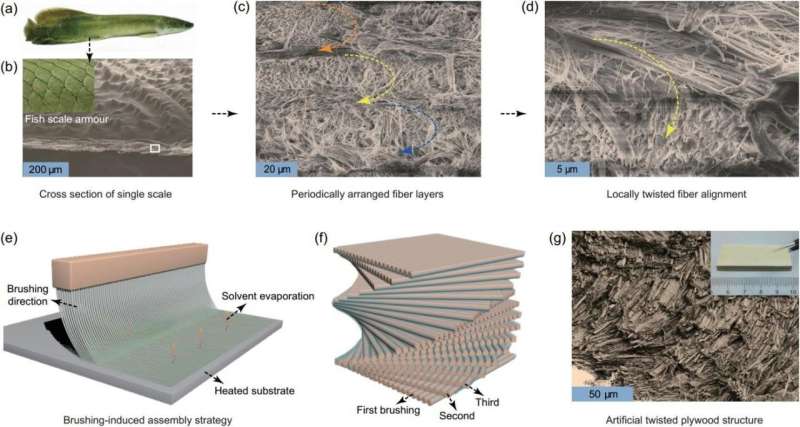 Biomimetic micro/nanoscale fiber reinforced composites
