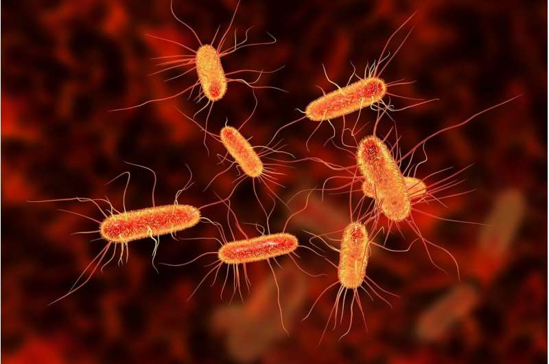 Biophysicists discover how small populations of bacteria survive treatment