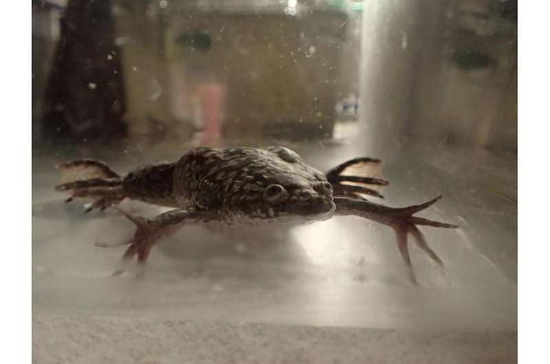 Bioreactor device helps frogs regenerate their legs