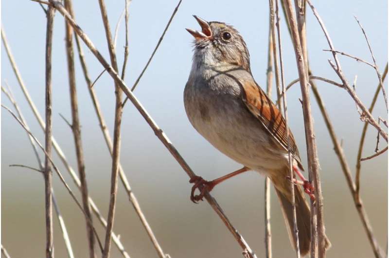 Birds have time-honored traditions, too