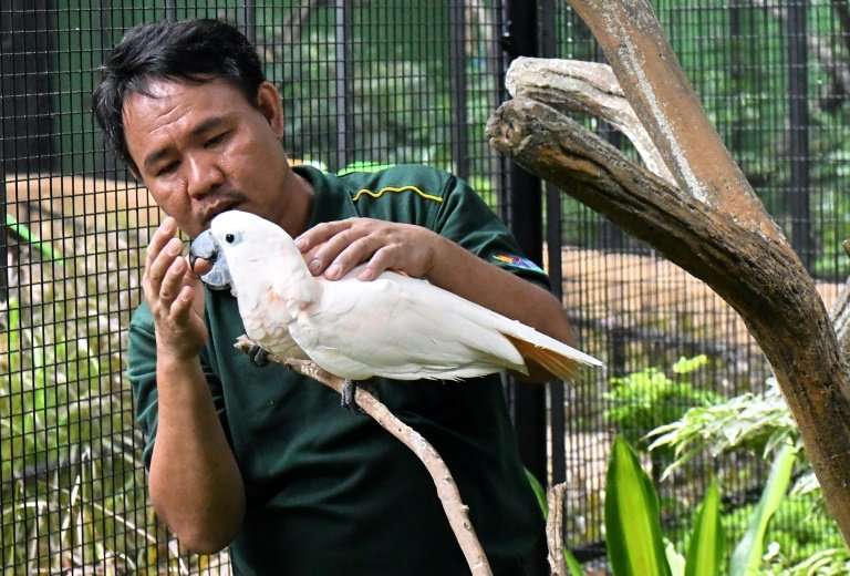 'Bird whisperer' Razali Bin Mohamad Habidin checks a salmon-crested cockatoo at Jurong Bird Park in Singapore, where he is deput