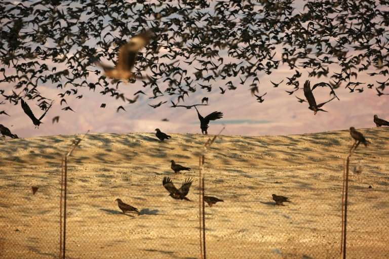 Black kites, pictured here with starlings, are among the birds seen in the West Bank