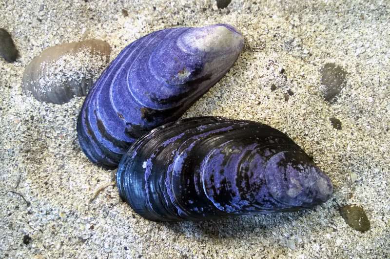 Blue mussel shape is a powerful indicator for environmental change