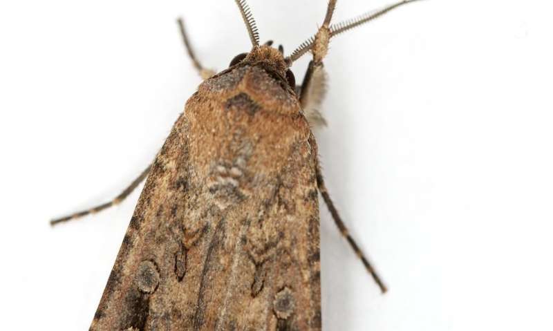 Bogong moths first insect known to use magnetic sense in long-distance nocturnal migration