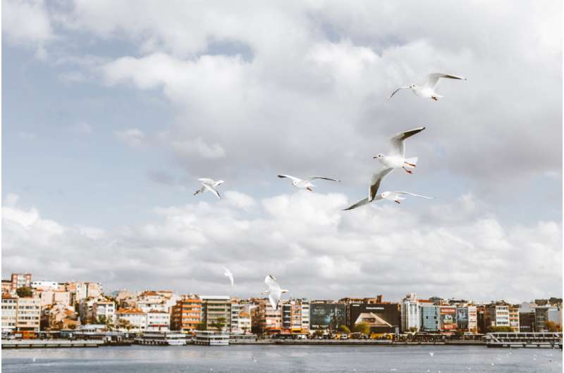 Bold and aggressive behaviour means birds thrive in cities