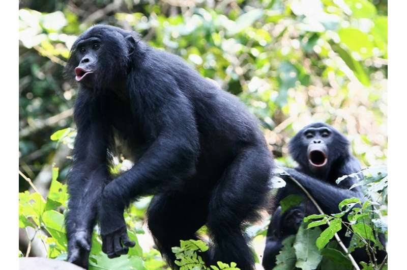 Bonobo: great ape with a tiny voice