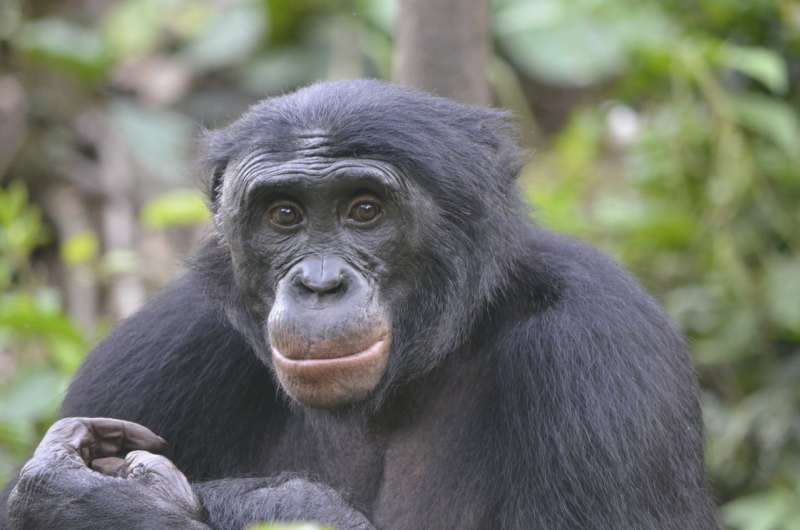 Bonobos prefer jerks