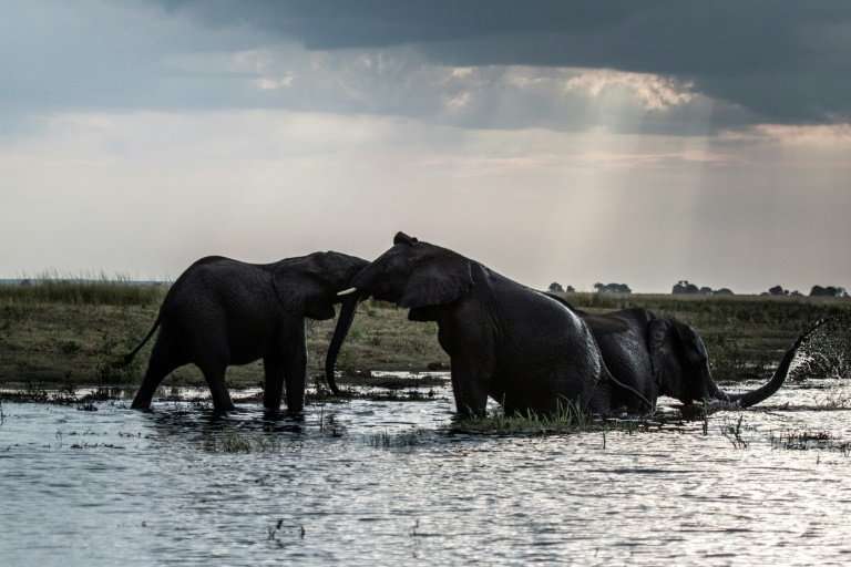 Botswana mulls reviewing a 2014 ban on hunting for sport