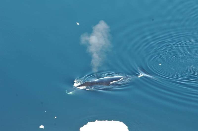 Bowhead whales, the 'jazz musicians' of the Arctic, sing many different songs