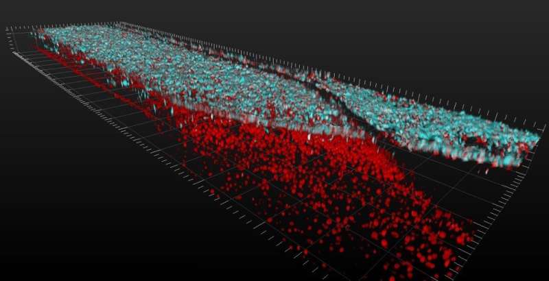 Brain's tiniest blood vessels trigger spinal motor neurons to develop