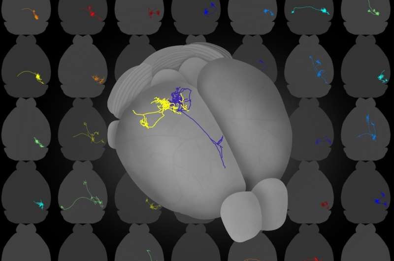 Brain-wide跟踪单一神经元的显示宽度视觉皮层的信息传递