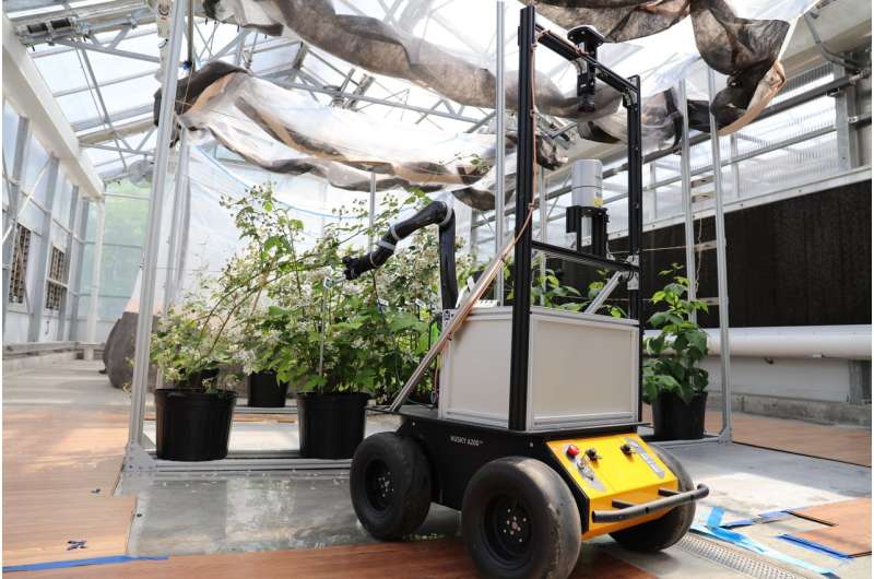 BrambleBee: An autonomous robot to pollinate bramble plants