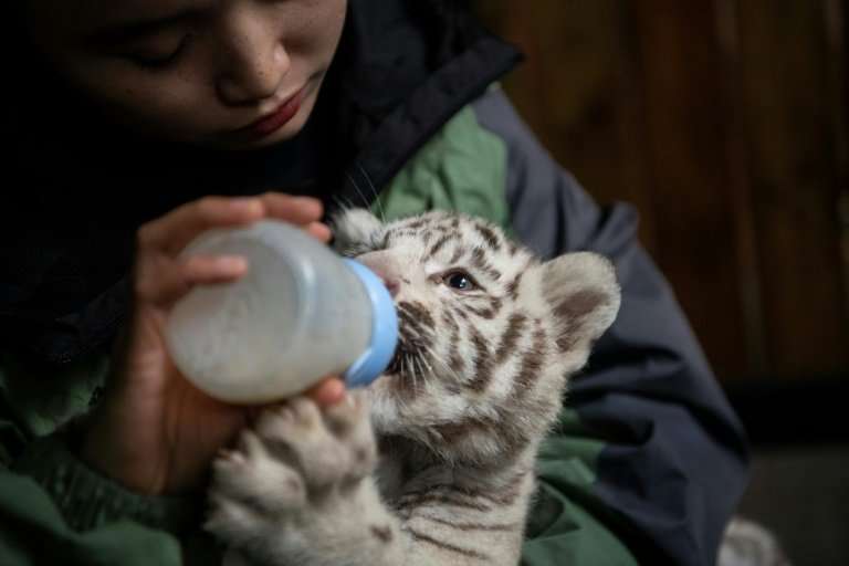 newborn baby white tigers