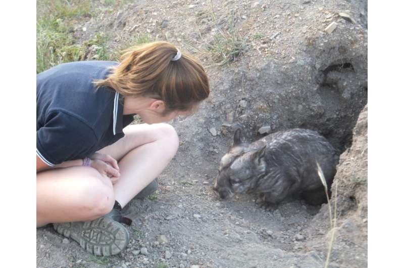 Breeding benefits when love bites wombats on the butt