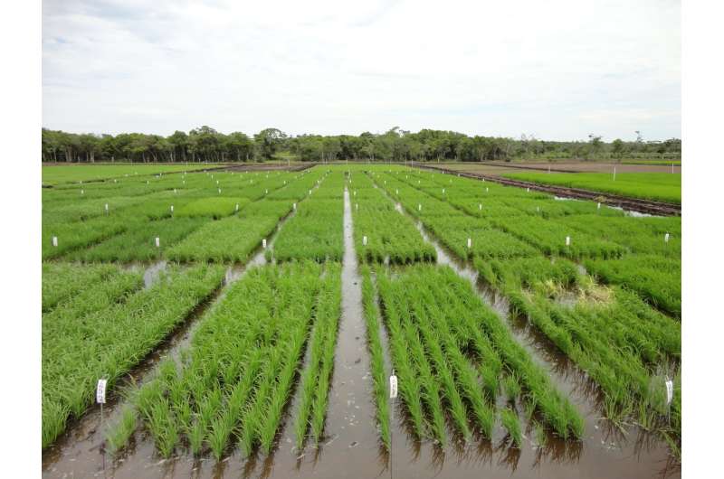 Breeding better Brazilian rice