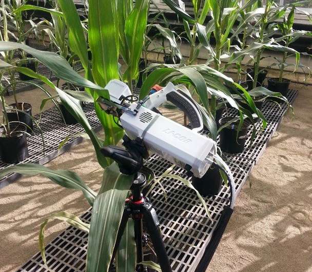 Breeding corn for water-use efficiency may have just gotten easier
