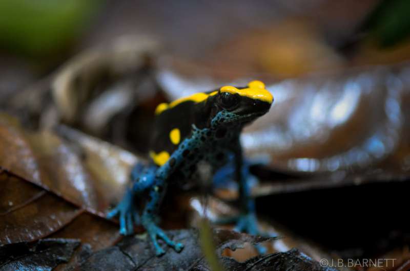 Bright warning colors on poison dart frogs also act as camouflage