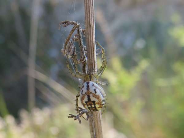 Broading the biodiversity catalogue of spider populations in the Iberian Peninsula