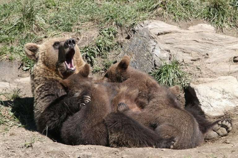 Brown bears were hunted to near extinction in the Pyrenees but there are now around 40 roaming the mountain range