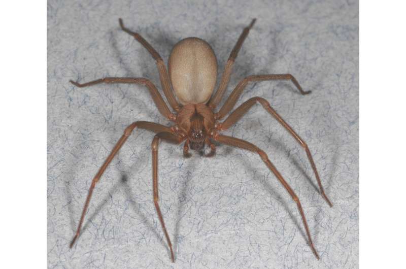 Brown recluse: Pest management tips for the spider that's not as common as you think