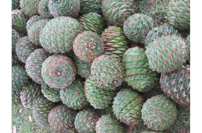 Bunya pines are ancient, delicious and possibly deadly