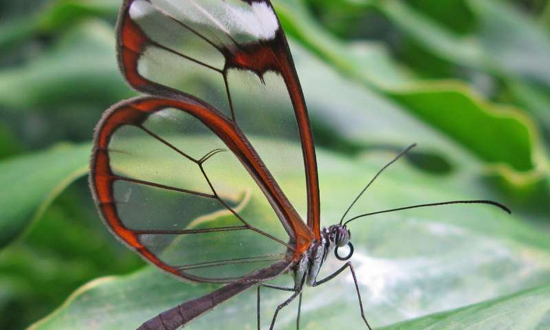 Butterfly wings inspire light-manipulating surface for medical implants