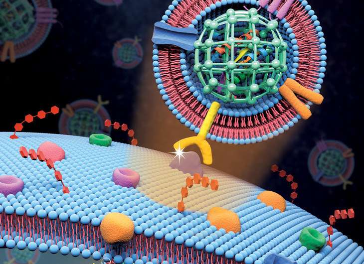 Camouflaged nanoparticles used to deliver killer protein to cancer